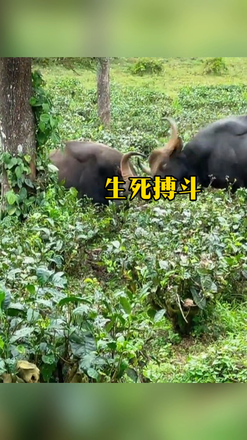 被称之为牛之战神的两头白肢野牛,进行一场殊死搏斗