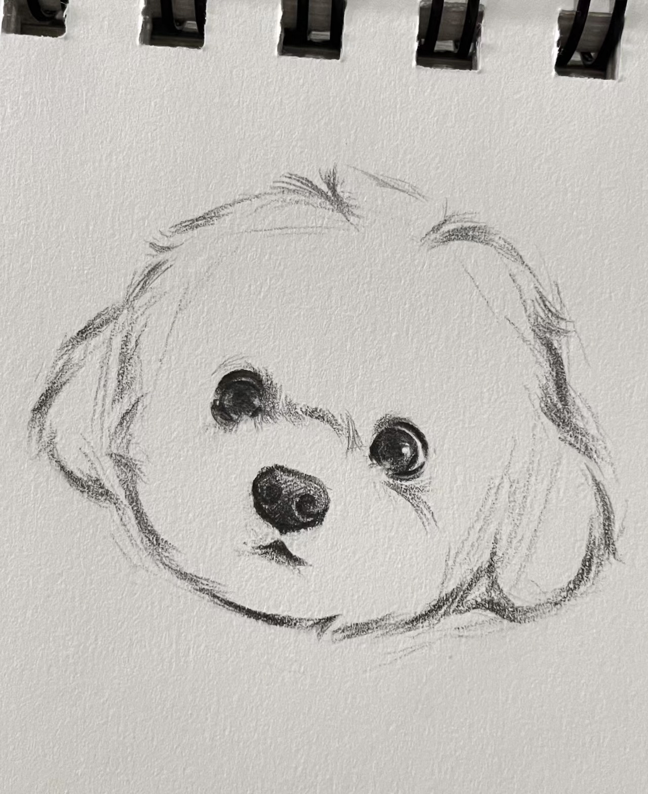 朋友的大娃子画的素描狗勾,简直就是兴趣能量站,线条细腻,形态逼真