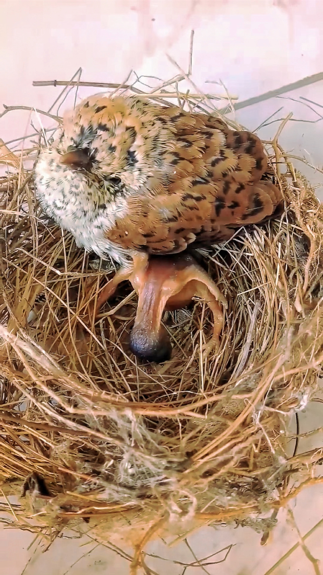 杜鹃幼鸟真霸道,不管是谁都会往外挤