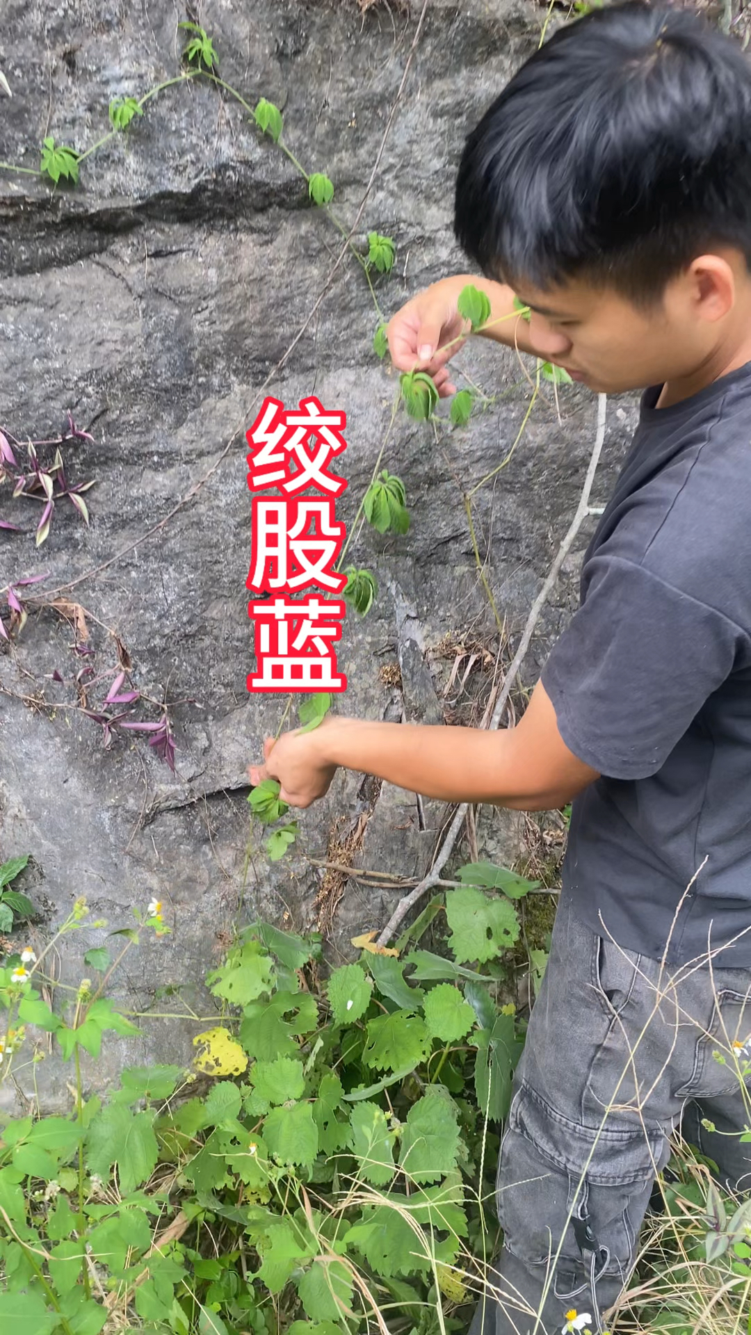 农村生活 三农 一日一植物 绞股蓝
