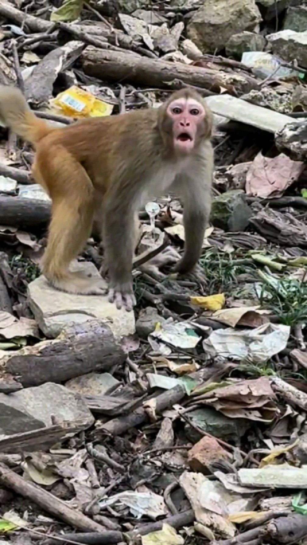 巫山小三峡猴子图片