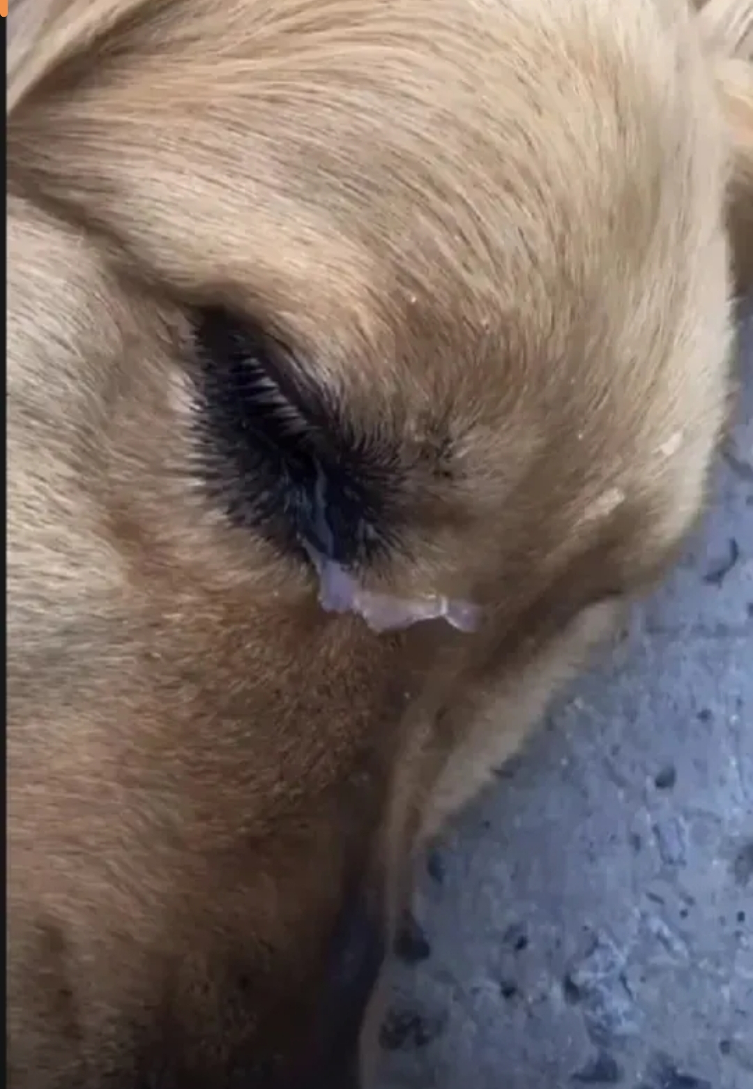 下班路过狗肉店,一只狗狗在流泪.心像被击中,我买下它