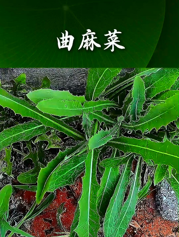 苦麻菜图片药用价值图片