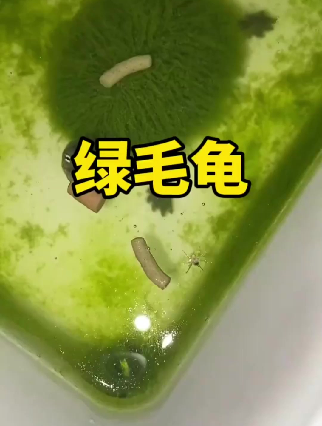 货真价实的绿毛龟