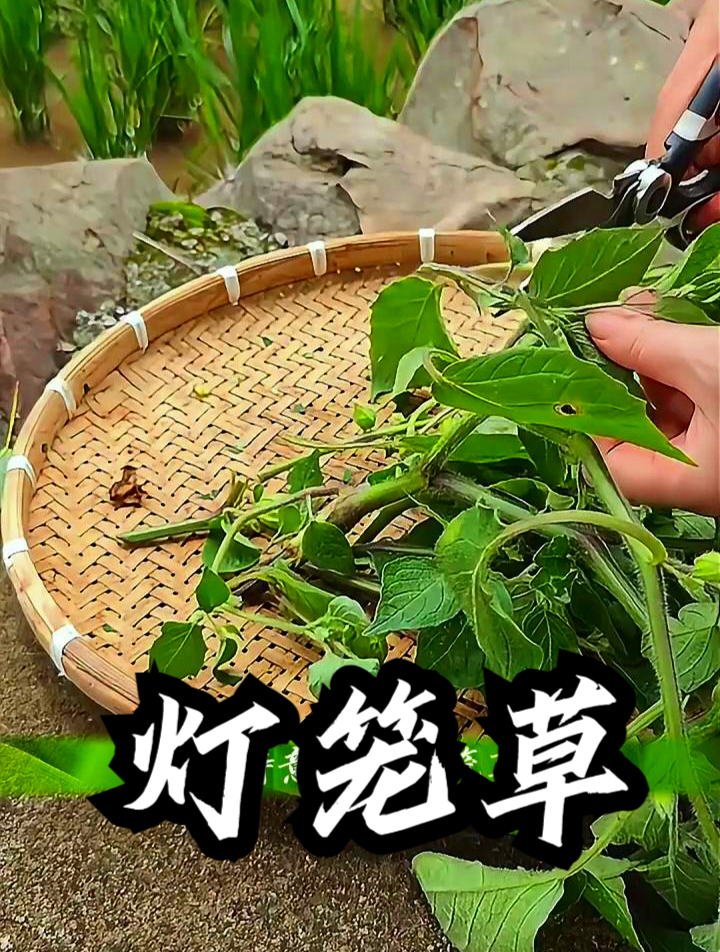 灯笼草也叫苦蘵,拿它煮水饮用,可以缓解小便不顺