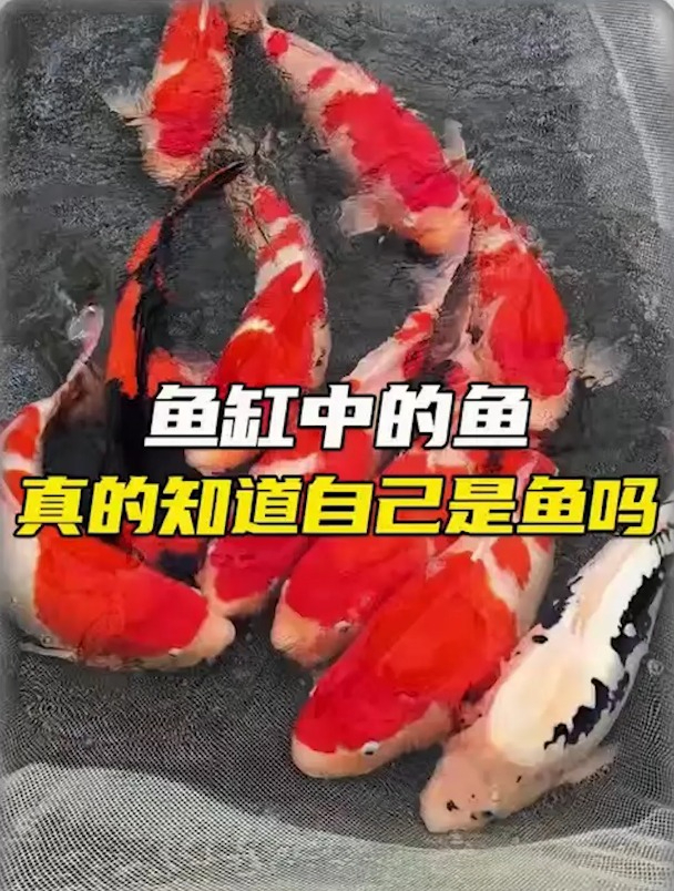 巴巴鱼多巴鱼图片