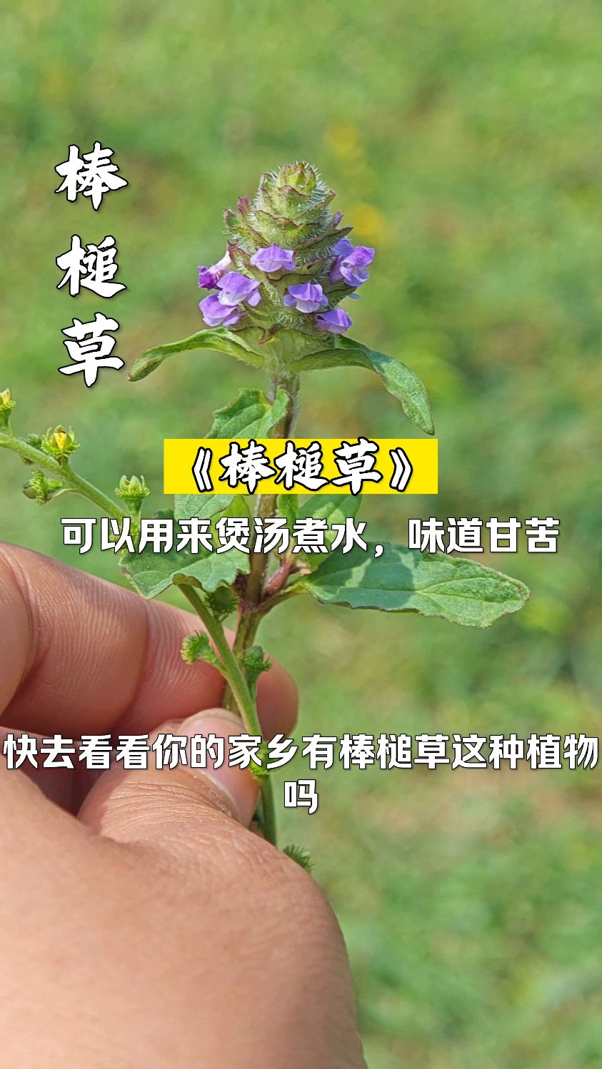 带你认识,棒槌草这种植物