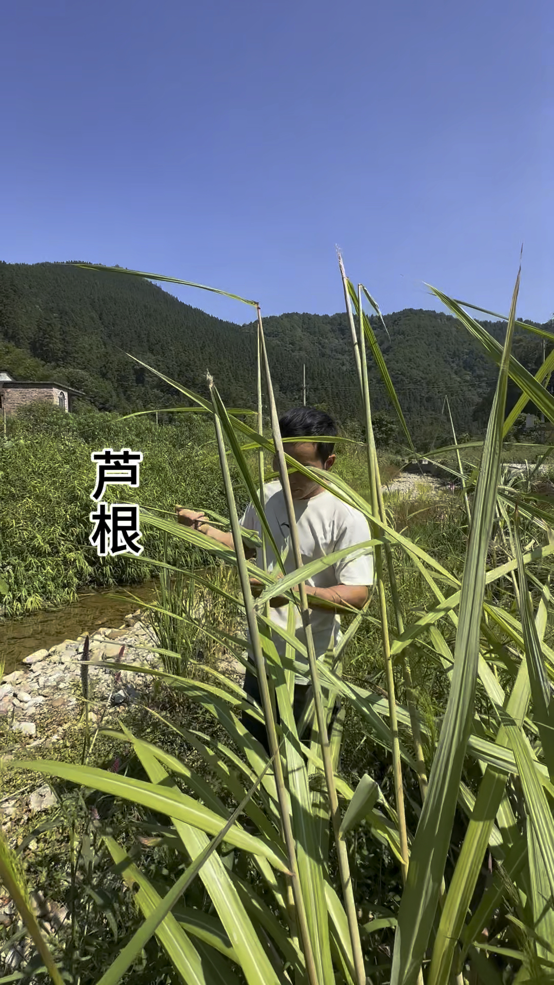 芦根的样子图片