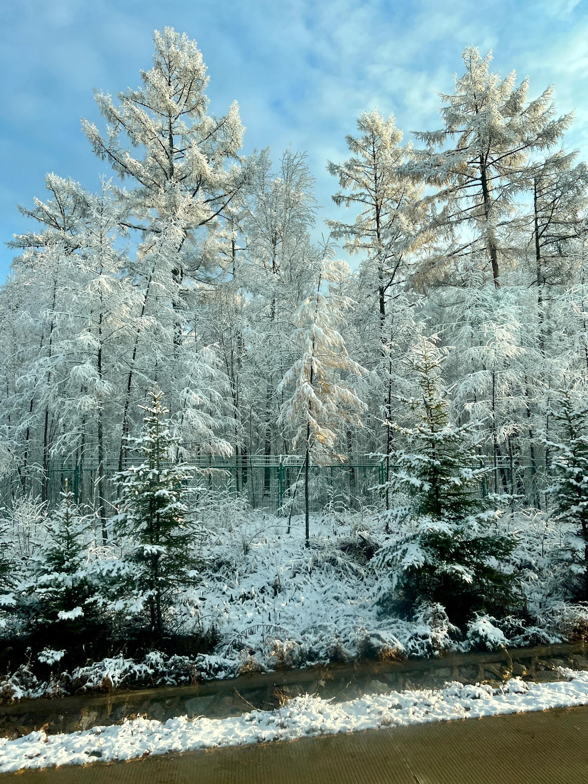 我的天哪漠河竟然已经下雪了这银装素裹的真的分外好看啊南方大