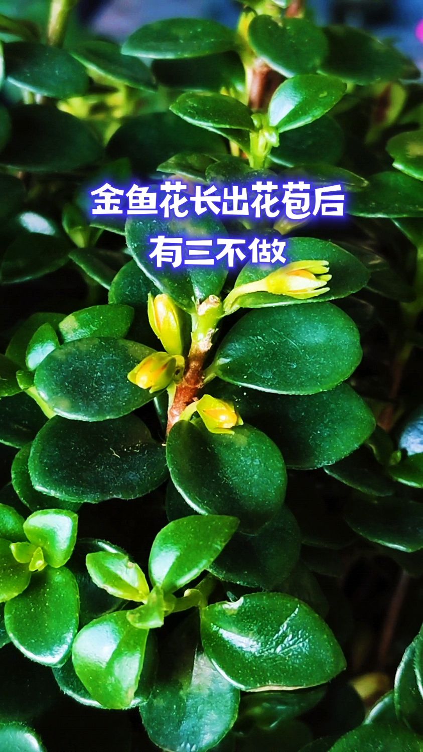 金鱼花长出花苞后