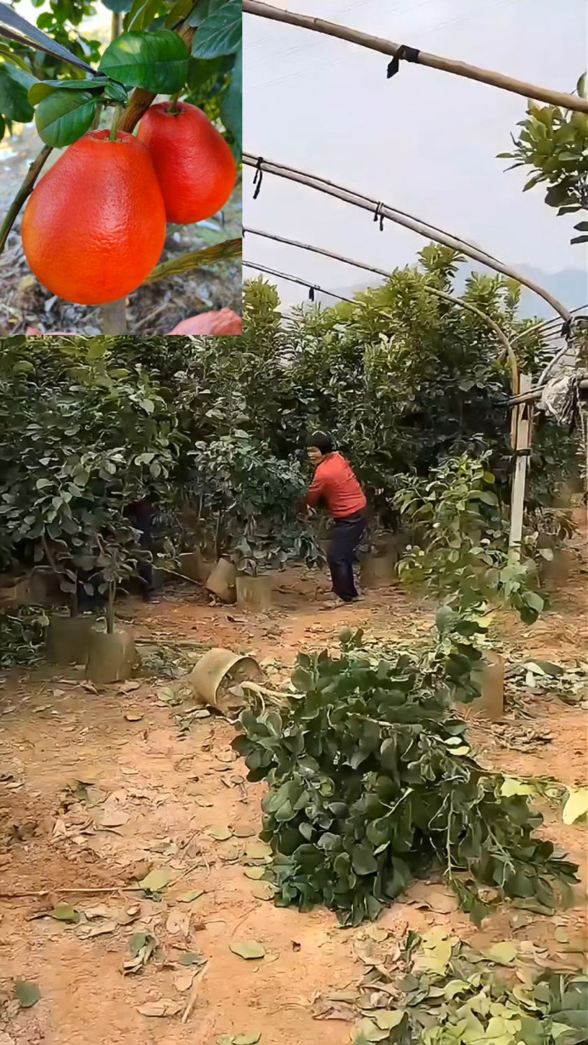 红柚子苗,带土球泰国暹罗红柚挂果小树,专业培育种植暹罗红柚苗