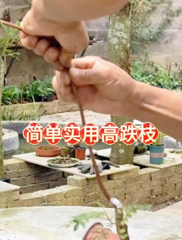 盆景常用技法之高跌枝手法,轻轻扭一下,树苗也能变文人