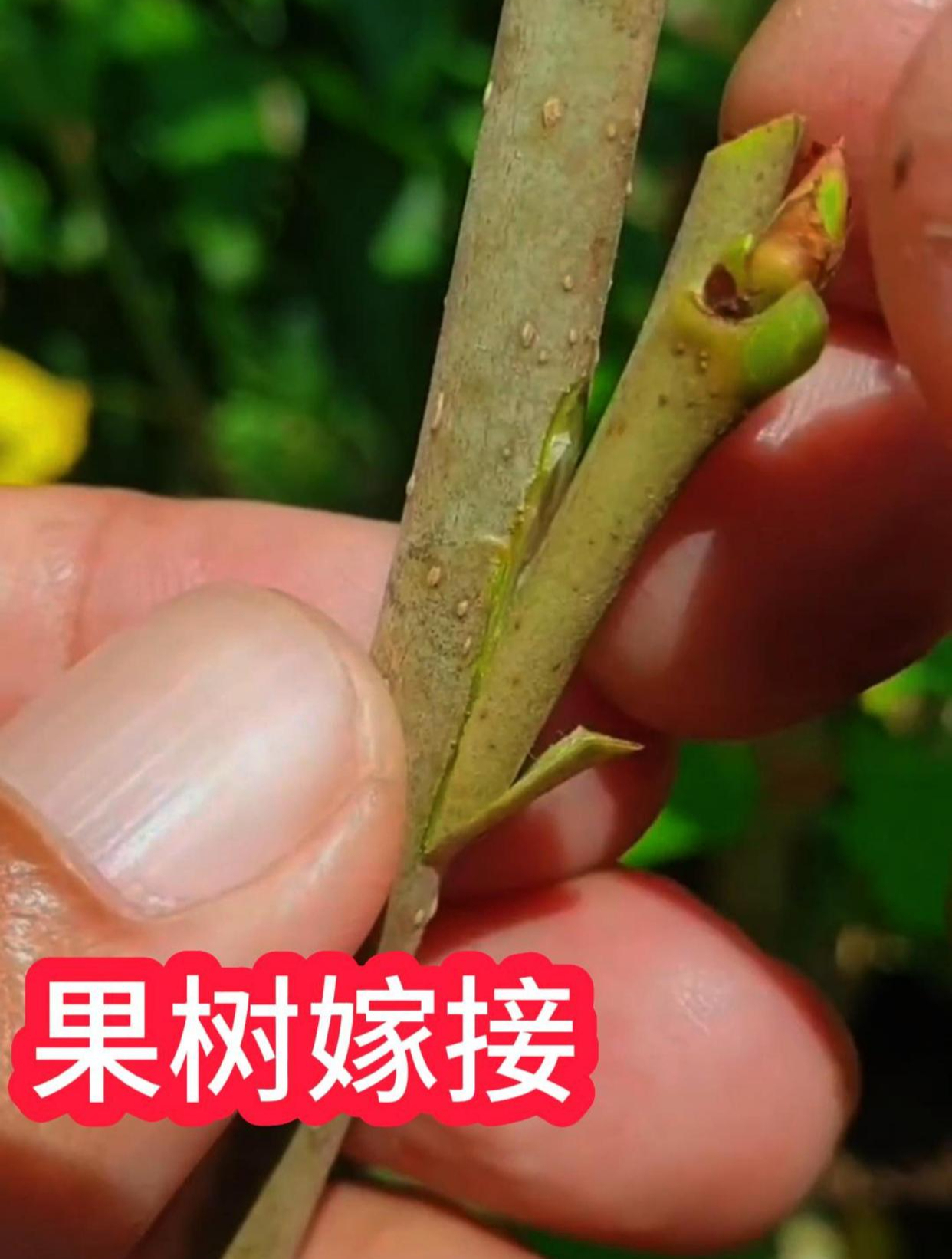 操作简单!果树嫁接过程轻松易学,高成活率
