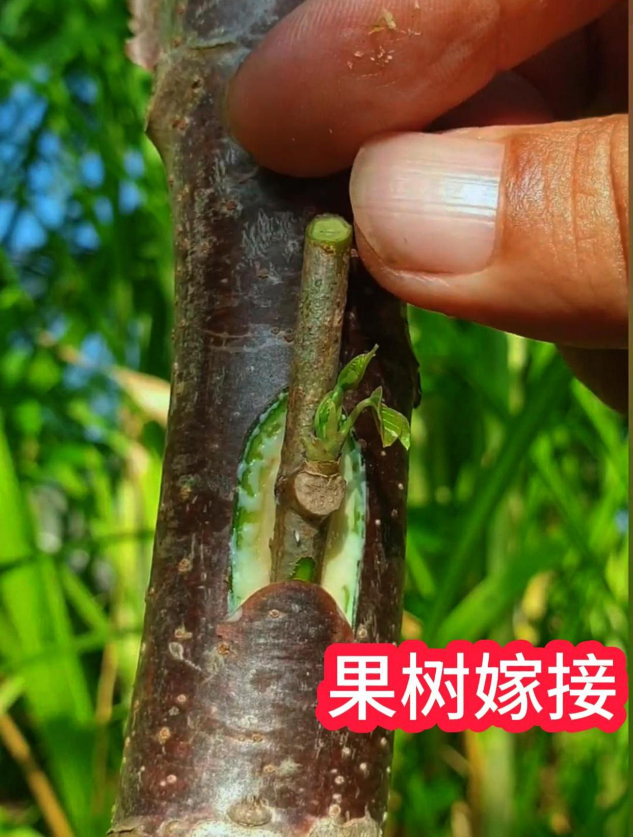 一看就会!果树嫁接操作过程,简单易学成活率高