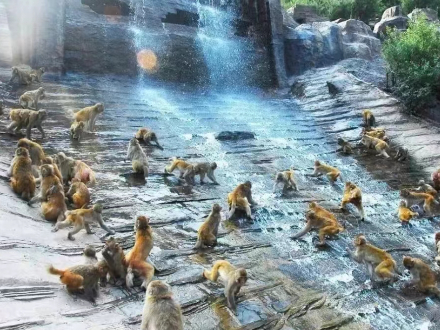 位于河南省济源市五龙口镇,这里是国家级猕猴自然保护区,有太行猕猴约