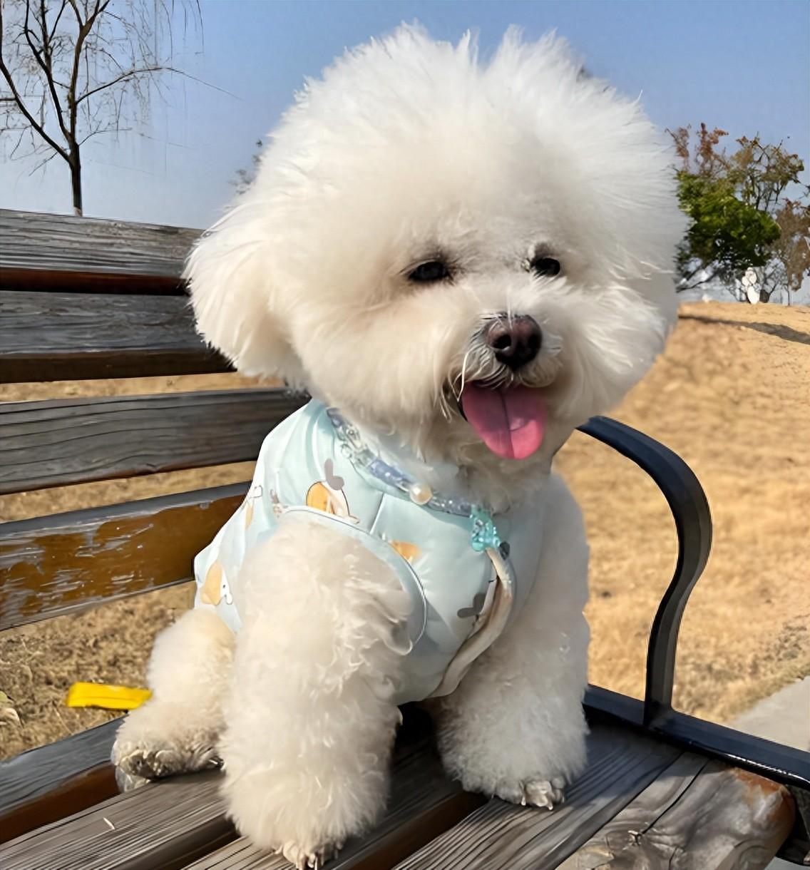 比熊犬的独特魅力:详细了解你的小伙伴