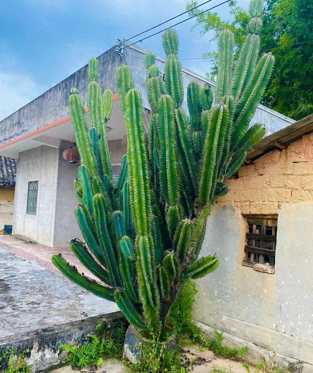 发现一户人家的仙人柱,无人照顾疯长10多年,邻居:越长越霸气