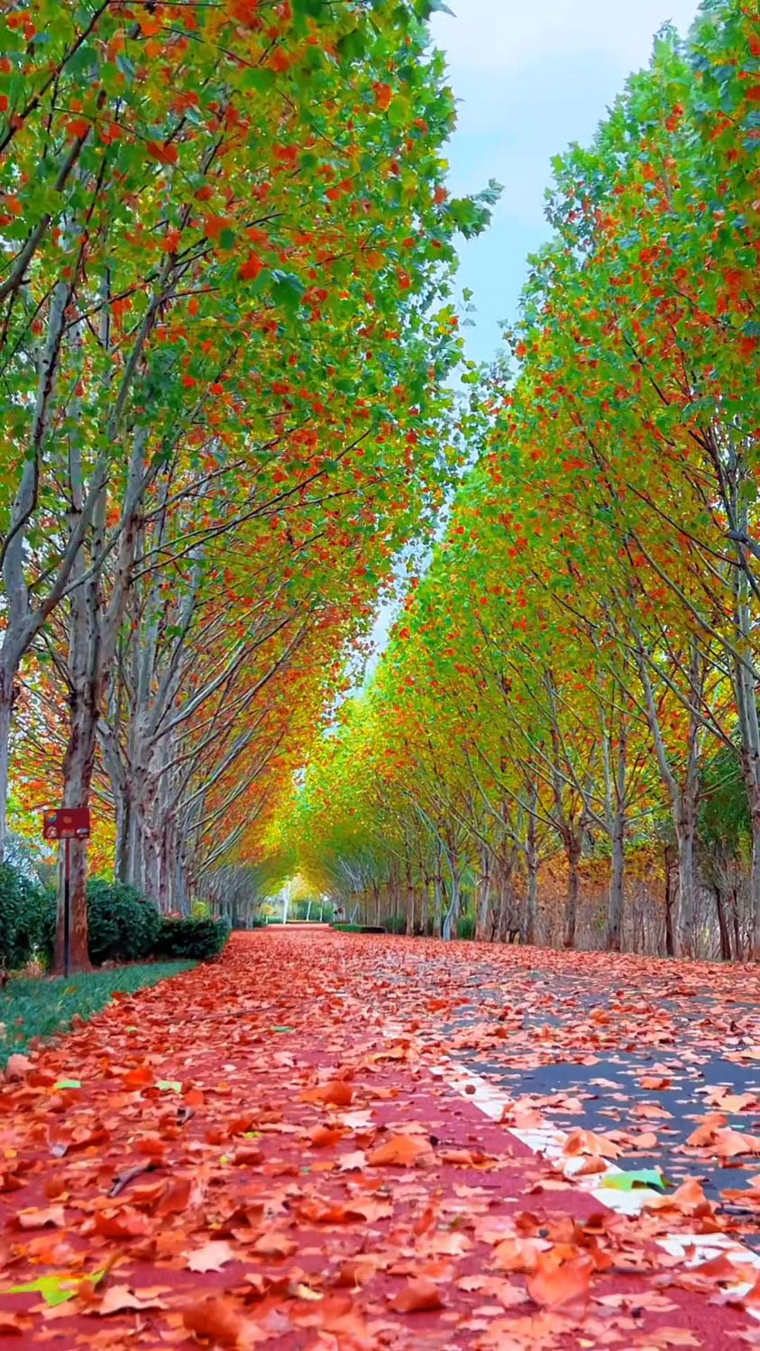 秋天的风景充满了色彩,生机和宁静之美