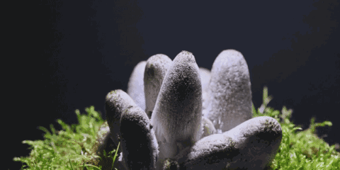 回顾:"世界上最大的生命体"是什么?存活2400多年,占地近9平方公里