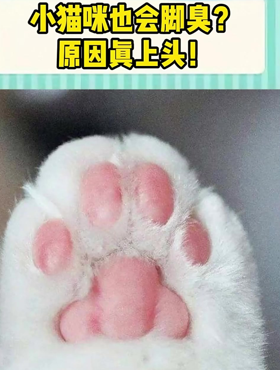 探索小猫咪的爪子:你尝试过闻它们的小脚吗?
