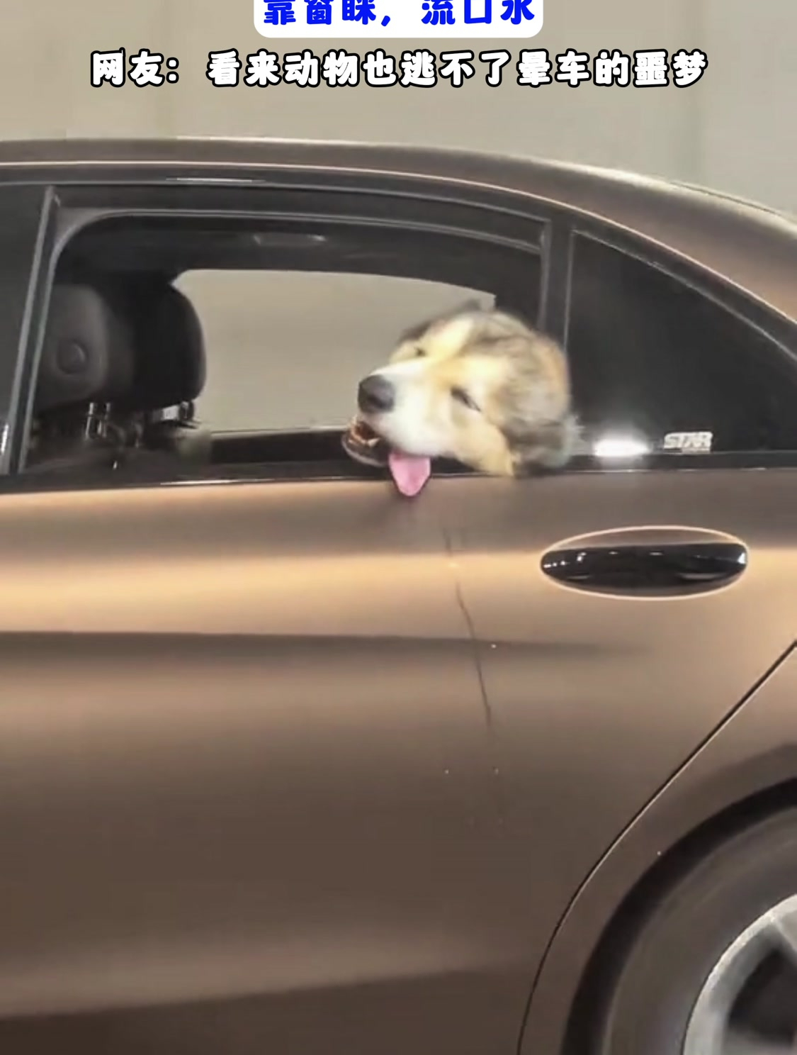 狗子坐后座晕车靠窗眯流口水,网友:看来动物也逃不了晕车的噩梦