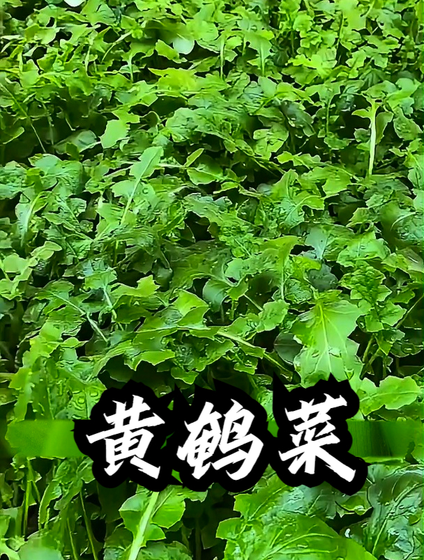 黄鹌菜的功效与图片图片