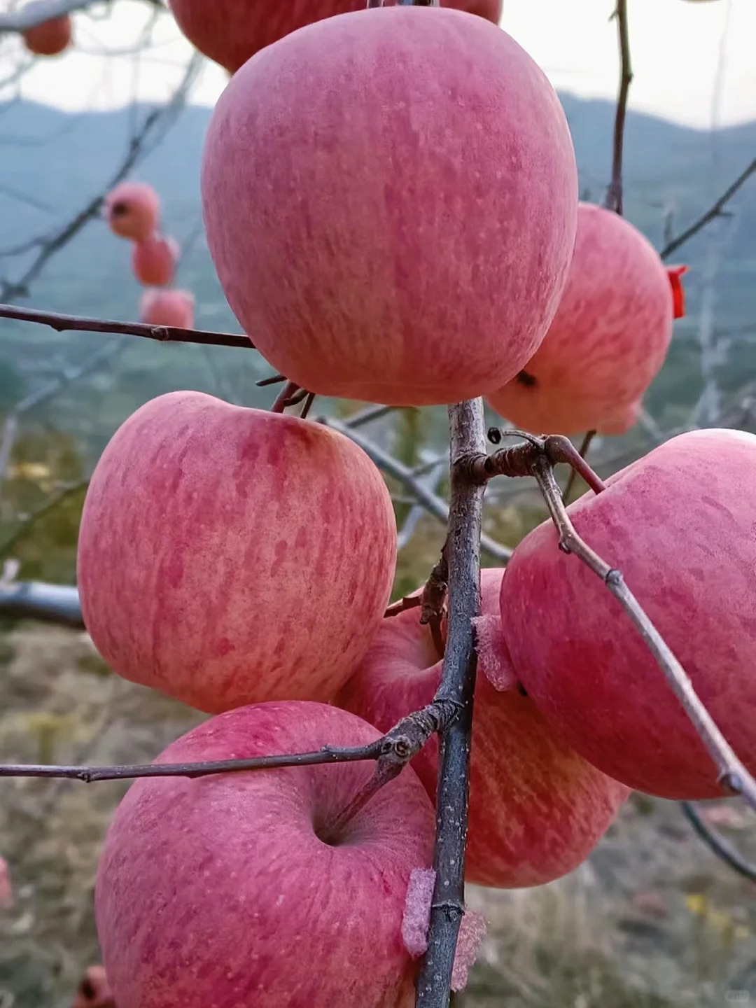 栖霞红富士苹果颜色鲜艳,红中透着粉,色泽均匀,整体外观非常吸引人