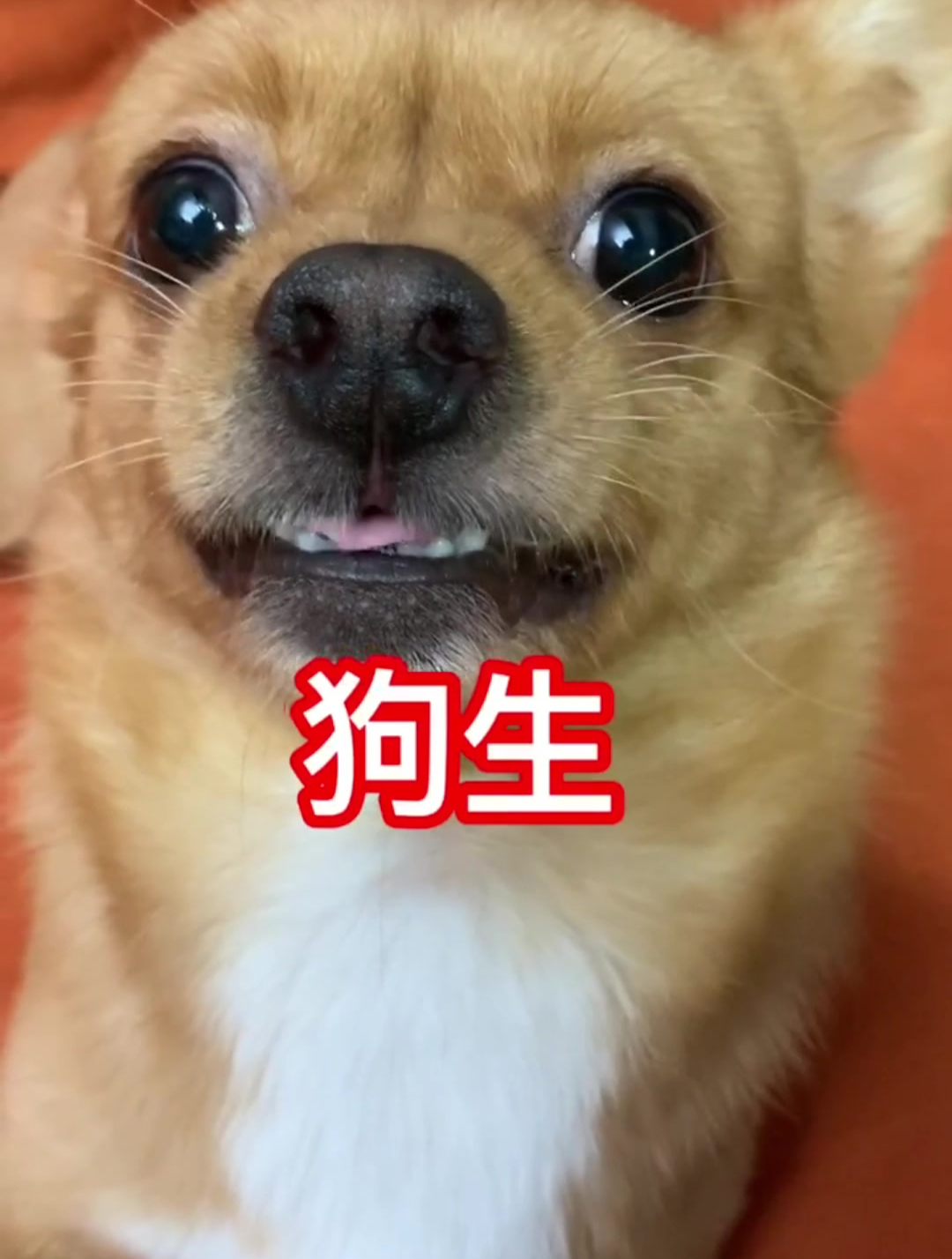 当狗狗开始思考狗生!