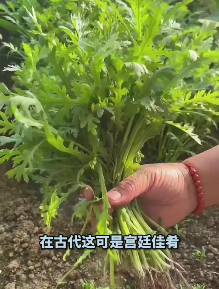 皇帝菜图片与功效图片