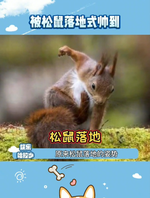 有被松鼠的落地动作帅到 真的好帅啊 娱乐评论大赏