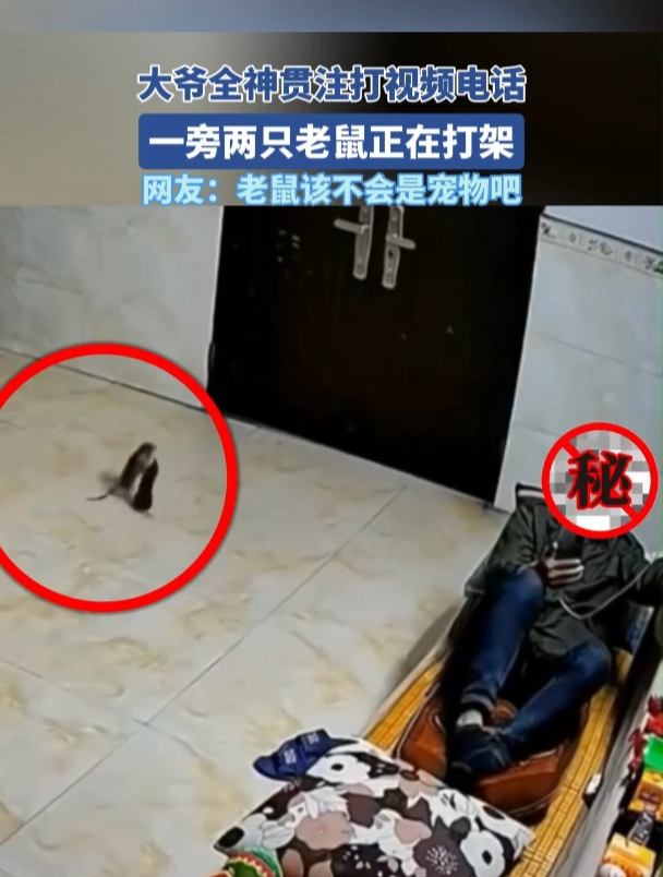 大爷打视频电话时一旁两只老鼠打架