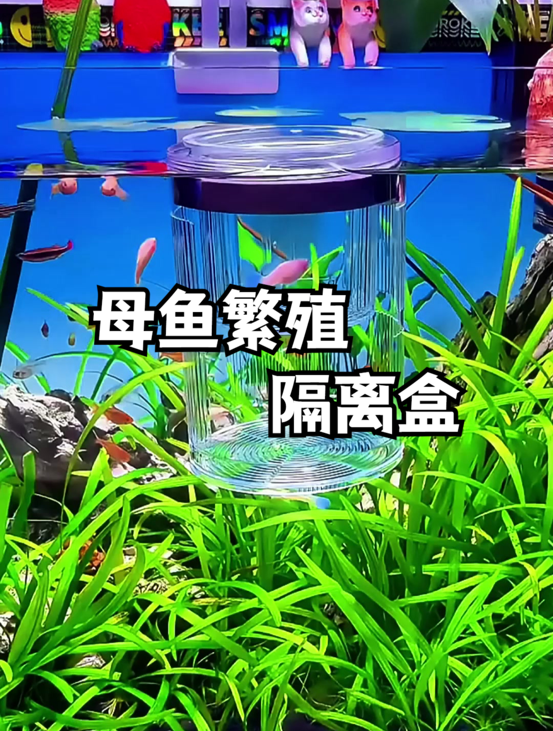 母鱼繁殖隔离盒,为母鱼和鱼宝宝打造的美丽避风港!