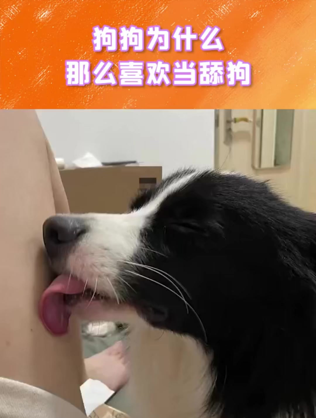 狗狗突然疯狂舔主人图片