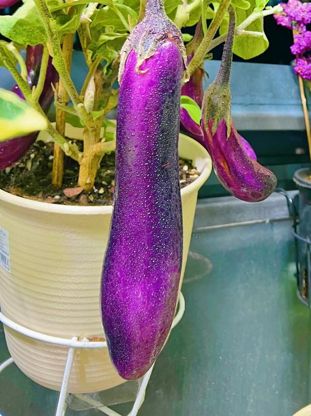 没有院子怎么办,就无法实现这样的美梦吗?