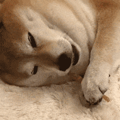 柴犬 "胖若两汪"走不动道?化解秘籍在此!