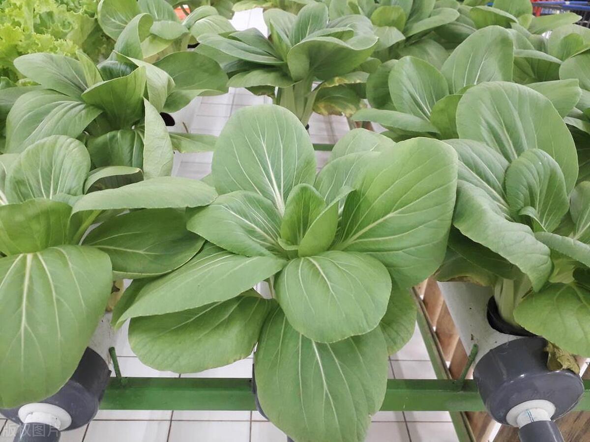 种过冬小白菜,很简单,记牢5句口诀,新手也容易,还有种植技巧