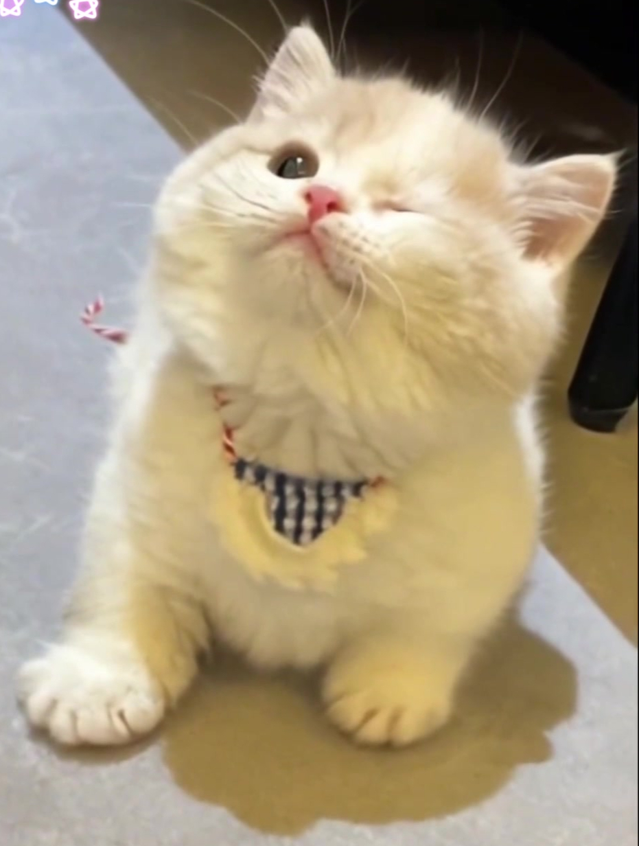 小猫咪卖萌的样子真可爱呀,闭上一只眼睛放电
