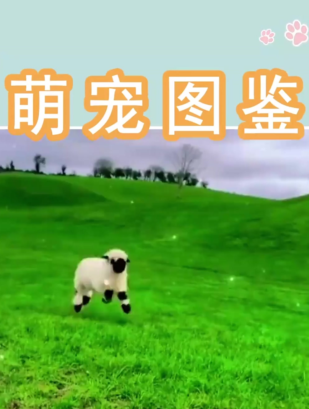 瓦莱黑鼻羊,一种最不要脸的动物