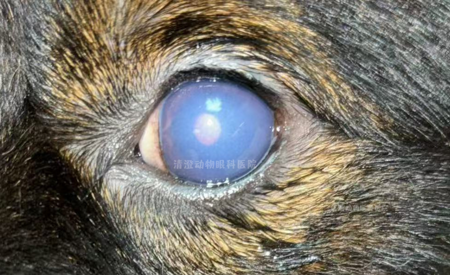 狗狗蓝眼病,单个眼睛发蓝发白,角膜内皮水肿痊愈