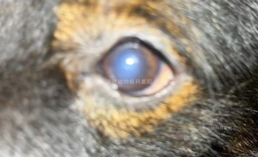 狗狗蓝眼病,单个眼睛发蓝发白,角膜内皮水肿痊愈