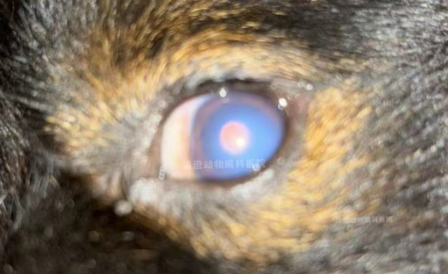狗狗蓝眼病,单个眼睛发蓝发白,角膜内皮水肿痊愈
