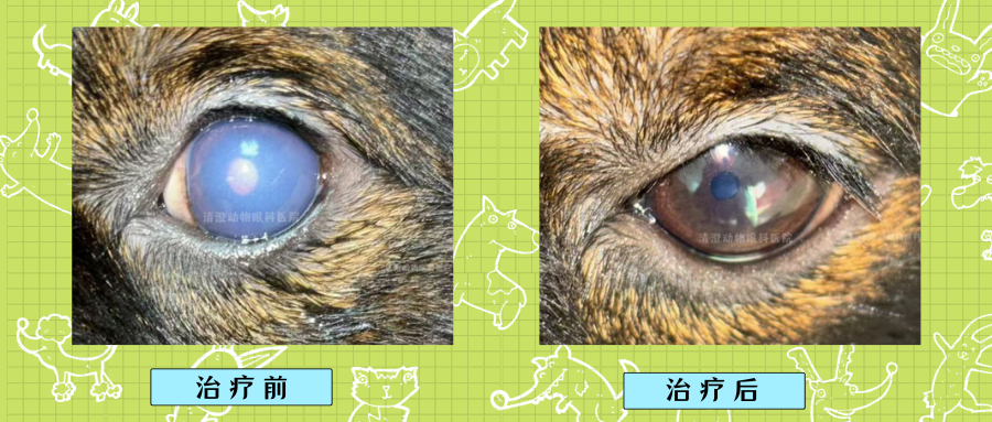 狗狗蓝眼病,单个眼睛发蓝发白,角膜内皮水肿痊愈