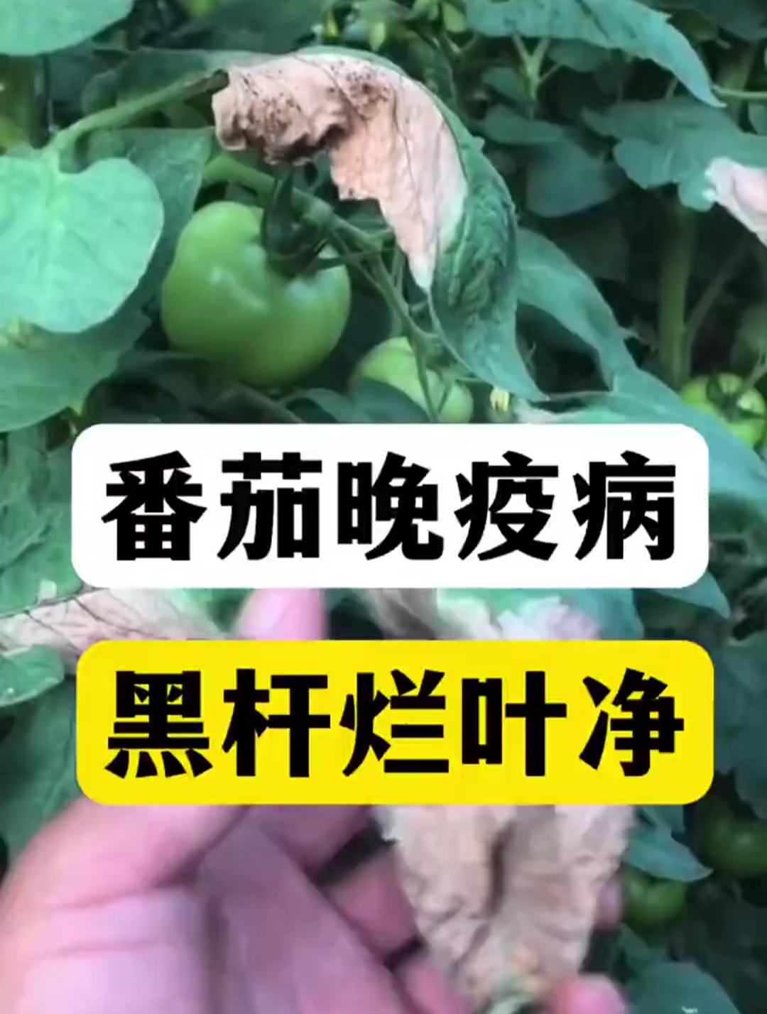 番茄晚疫病,烂杆黑杆病,只需要一个配方打住