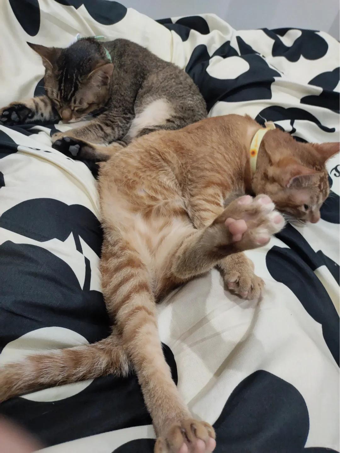 猫咪皮肤上小黑点咋回事?该如何应对?