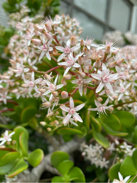 云南一包租婆,一棵玉树养了50年,一次开花上千朵,美不胜收!