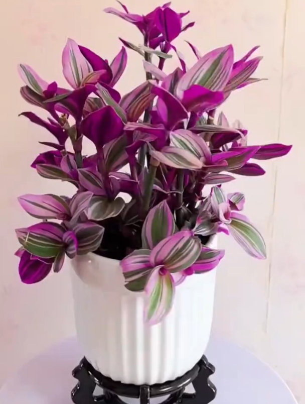 油画吊兰又叫婚礼吊兰,好看的花一定要分享给你!