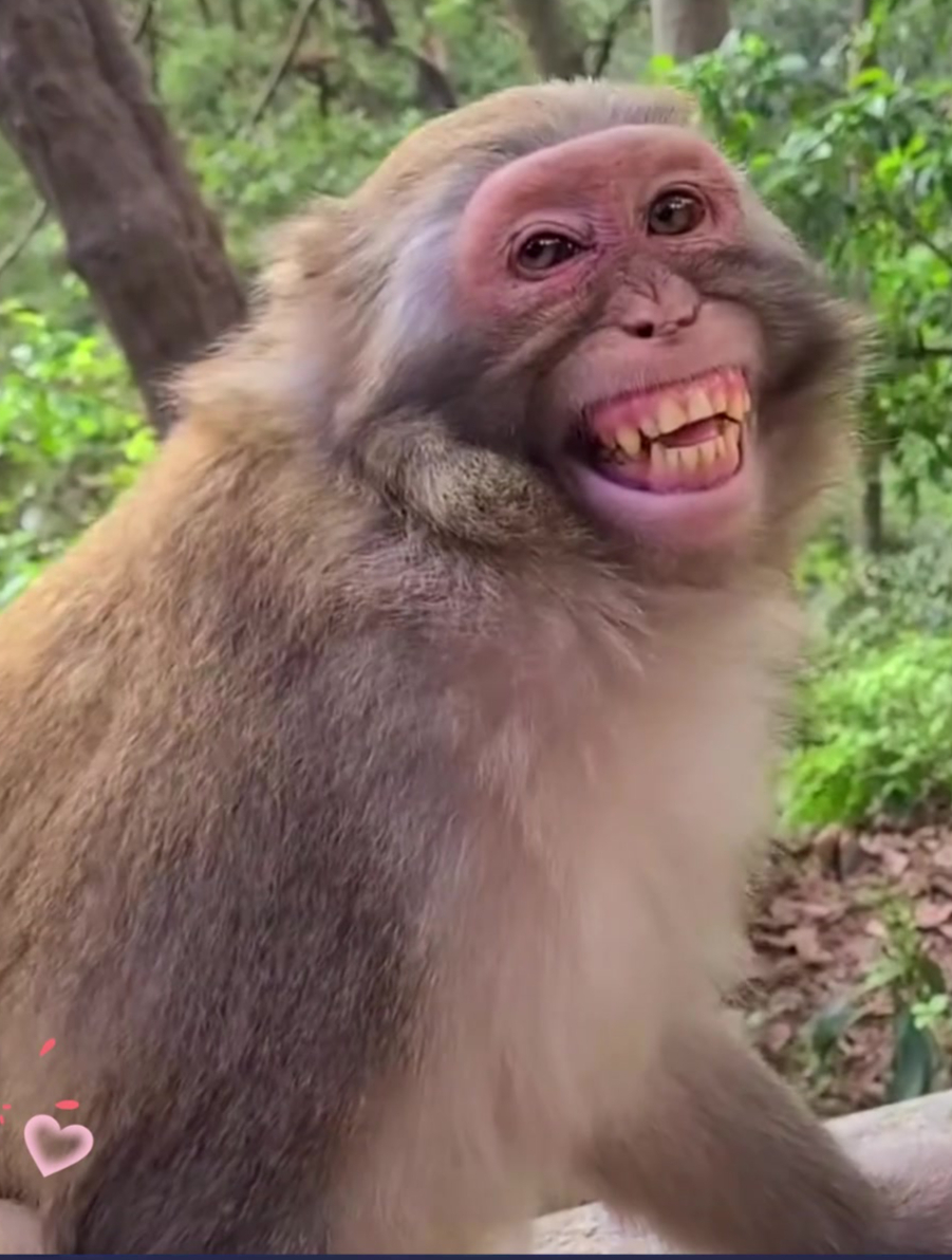 猴子笑容挑战全网,看完不笑算我输!