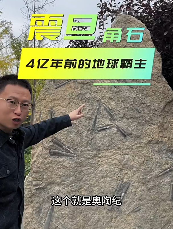 古生物化石:震旦角石,4亿年前的地球霸主