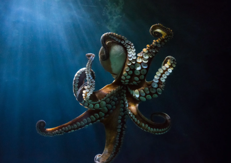 回顾:地球上外星生物"章鱼",有何奇特之处?