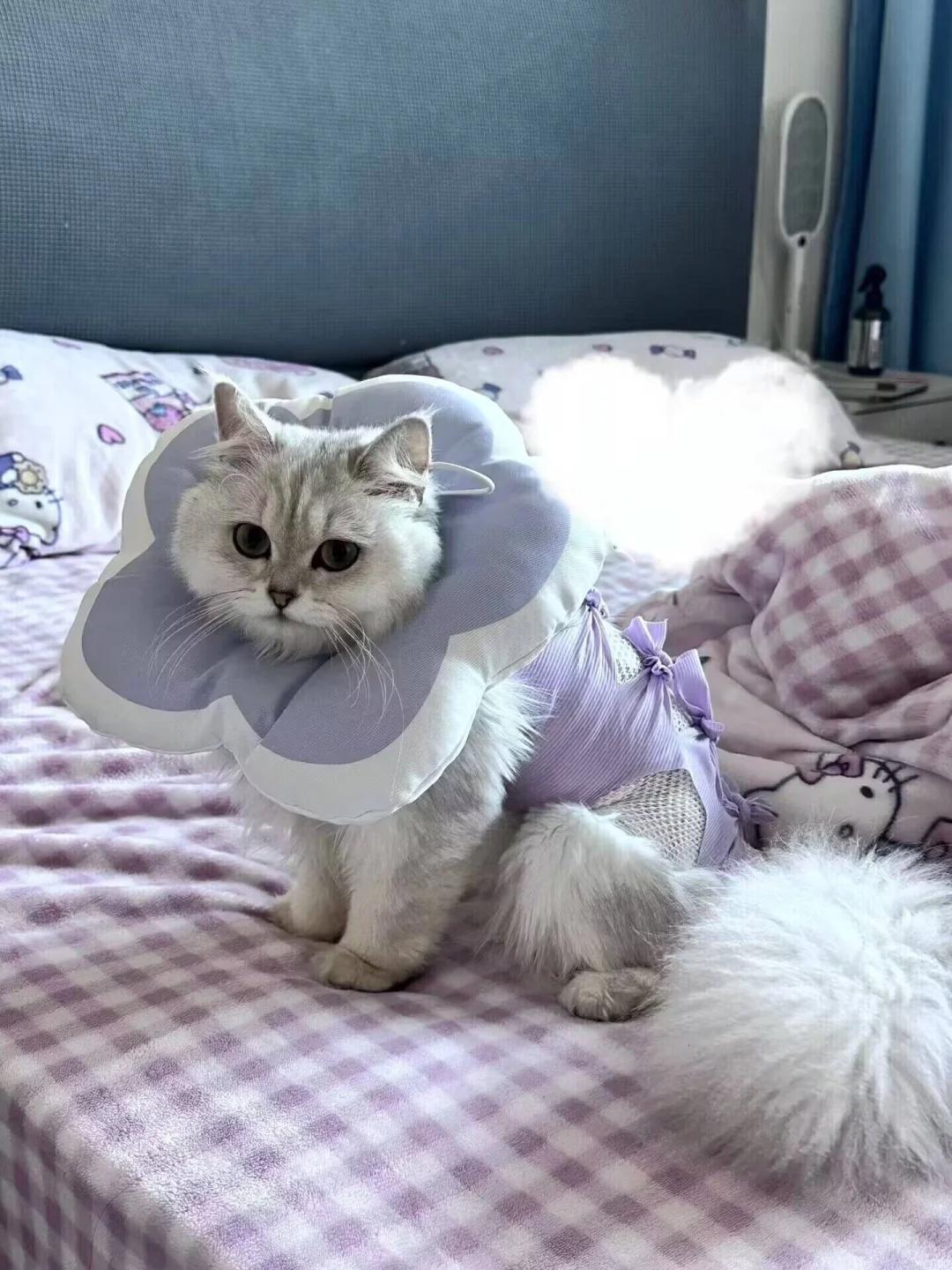 公猫绝育后阴囊会怎样?术后护理有哪些重点要注意?
